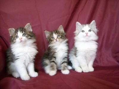 Gatinhos norueguês bonito