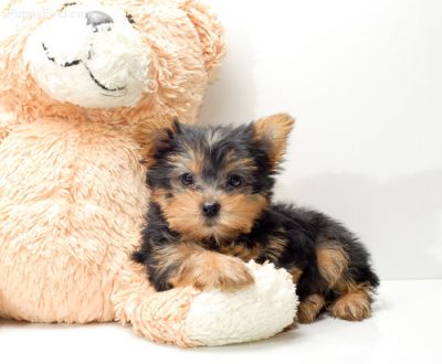Filhotes Yorkshire Terrier