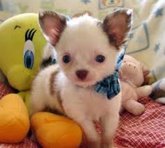 Filhotes de Chihuahua