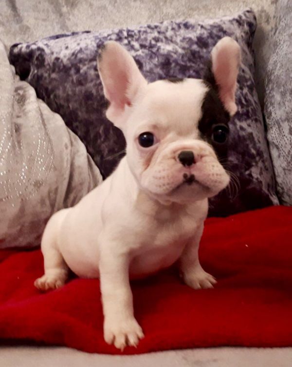 Filhotes de buldogue francês agora prontos 
