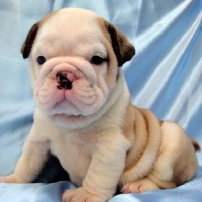 Lindos filhotes Bulldog Inglês Purebreed