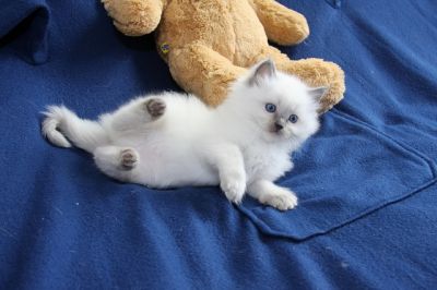 dócil gatinhos Ragdoll