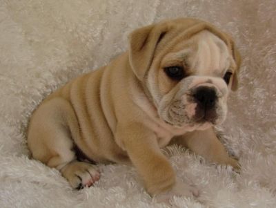 duas Inglês bulldog cachorros