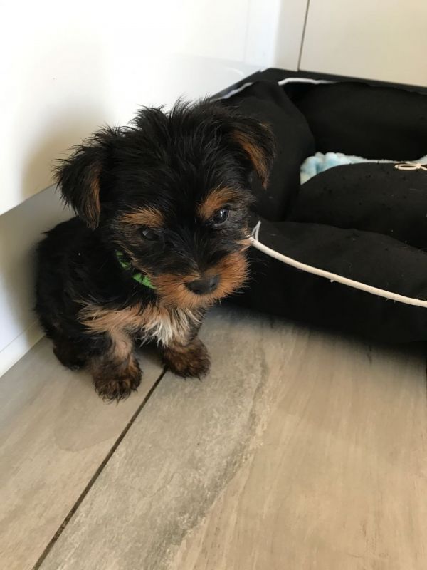 Vendo lindos filhotes de Yorkshire Mini Terrier 