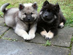 Dom Eurasier filhotes para ex-massa.....