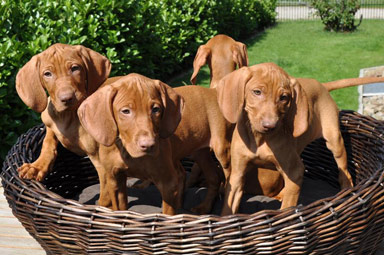 Bela imagem Magyar Vizsla