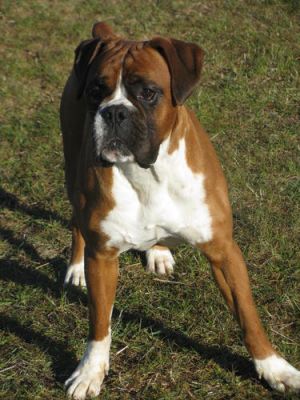 cachorro boxer linda procurando uma nova casa para o Natal