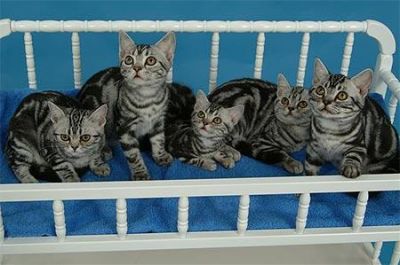 Gatinhos American Shorthair macho e fêmea Eles são bem treinados, em todos os seus tiros, acaba de r