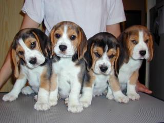 Beagle filhotes disponíveis para adoção