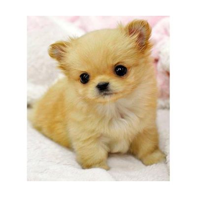 Chihuahua cachorros para adoÃ§Ã£o