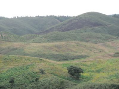 TERRENO RÚSTICO/ PARA VENDA/ PORTIMÃO/ REF:1363