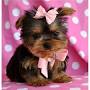 Gratis Filhotes Yorkshire Terrier 