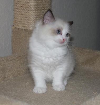 Boneca de pano adorável   gatinhos para uma adopção boa casa.