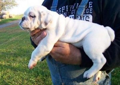 bulldog inglese filhotes 