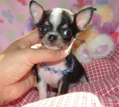 tea cup chihuahua cachorros