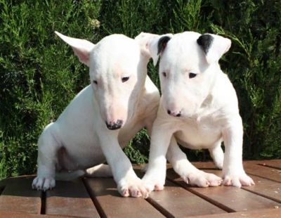 Bull Terrier filhote
