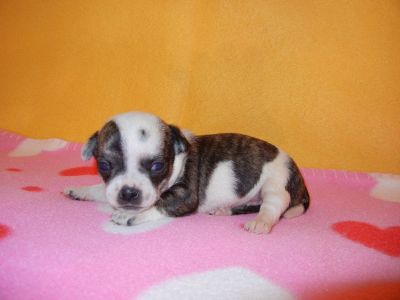 Linda chihuahua cachorros