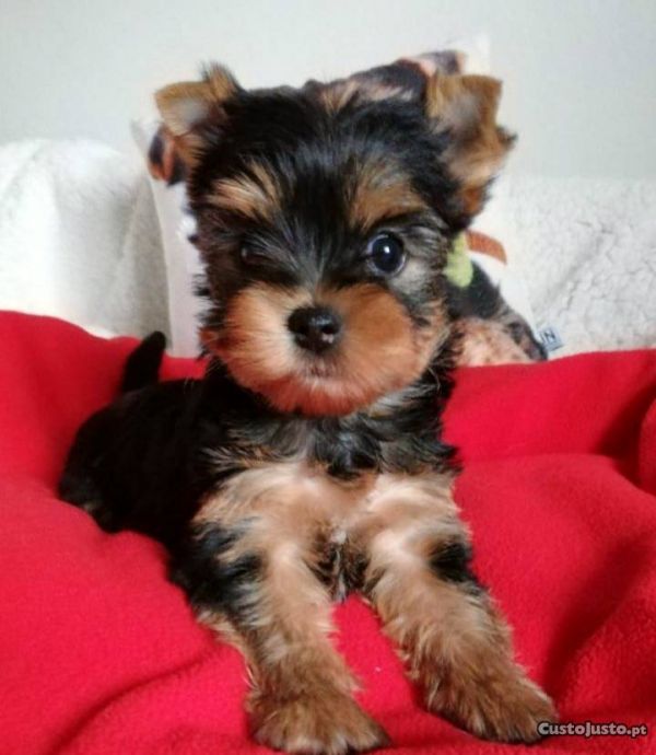 Yorkshire Terrier
