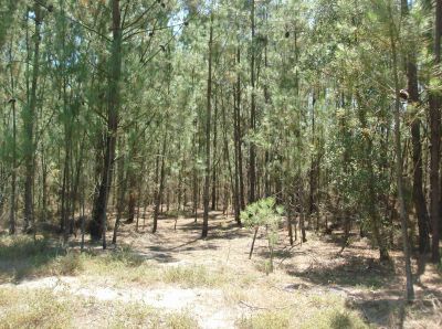 Vendo terreno urbano 4186 m2