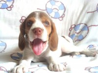 Beagle, filhote, fêmea perfeito e belo