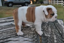 encantadoras e adoráveis ​​filhotes de cachorro bulldog inglês para adopção