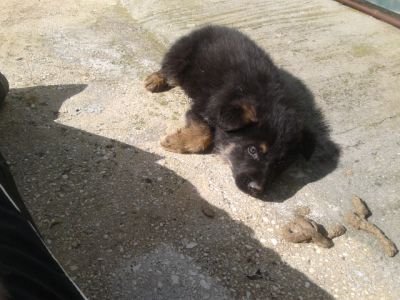 PASTOR ALEMAO DE QUALIDADE - 967888237