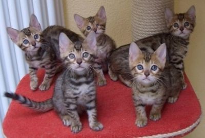 Gatinhos Irmandade bengals
