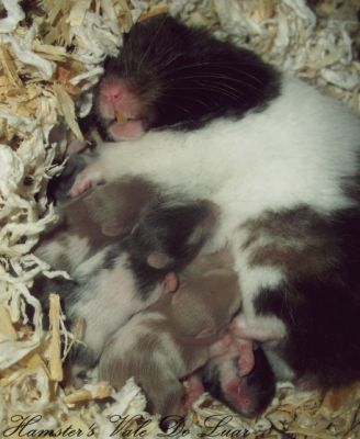  Hamsters Sírios - Entre 3 e 5€