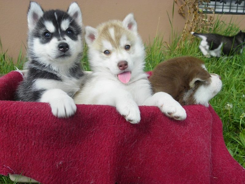 Filhotes de cachorro Husky Siberiano para Adoção