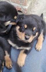 Filhotes de Rottweiler