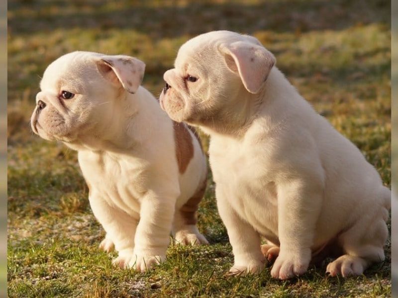 Bulldog inglês filhotes para adoção