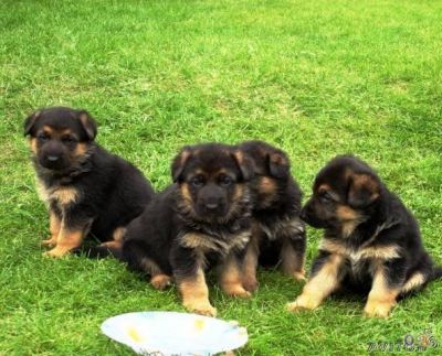 PASTOR ALEMAO DE QUALIDADE - 967888237