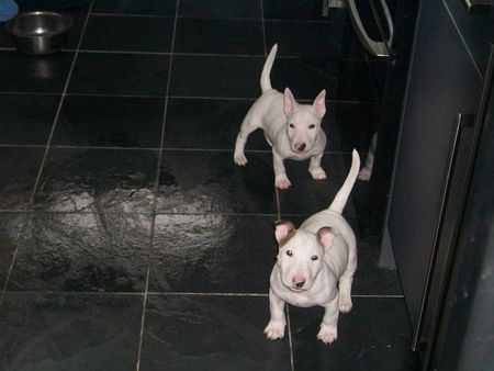 Ninhada de BULL TERRIER