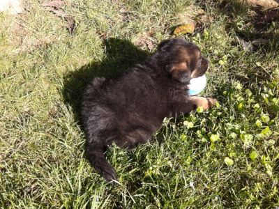 pastores alemaes -- pediggre - 967888237