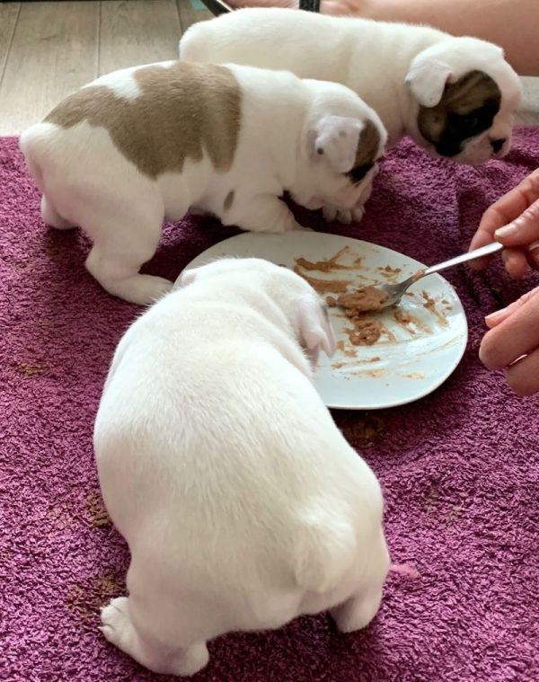 Adorável bulldog francês para vender perto de mim