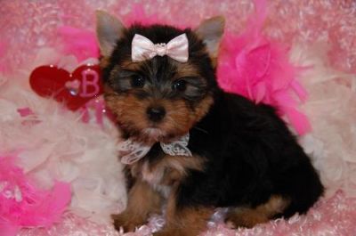 yorkshire filhotes para adoção tettier.