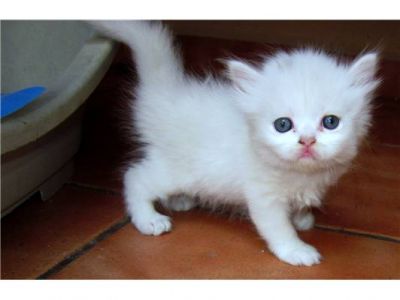 Preciosas preciosos gatinhos persa gatinhos persas