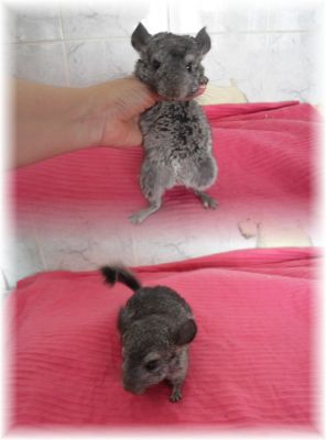 Porquinhos da India de Raça e Chinchilas