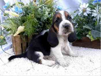 AKC registrados Hound Filhotes de Basset
