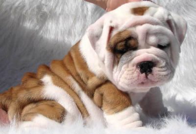 Inglês bulldog filhotes - 14 semanas de idade - Entre em contato