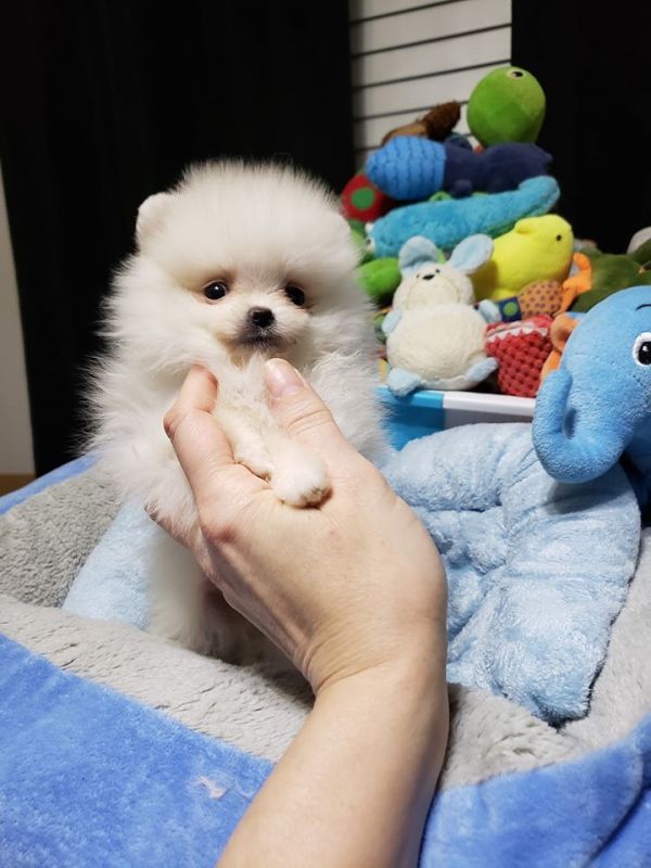 Filhotes de cachorro pomeranian