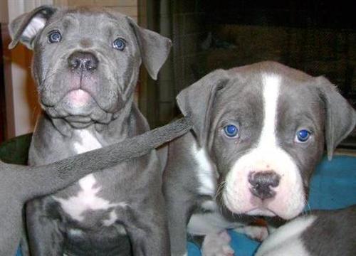 Filhotes americano Pitbull para adoção