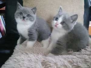 Adoráveis e sólidos gatinhos britânicos de pêlo curto