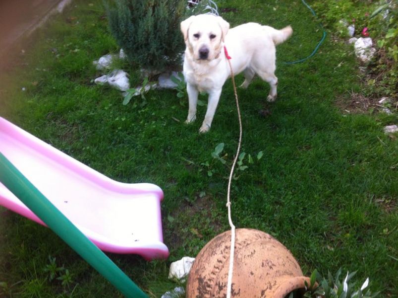 Labradores  de qualidade -- ja com 3 vacinas - 967888237