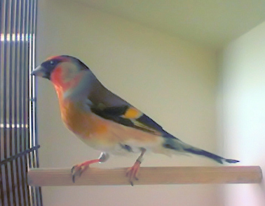 Compro lote de hibridos façam propostas