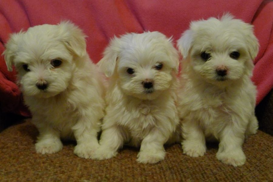 Filhotes de cachorro bonitos de maltês disponíveis.