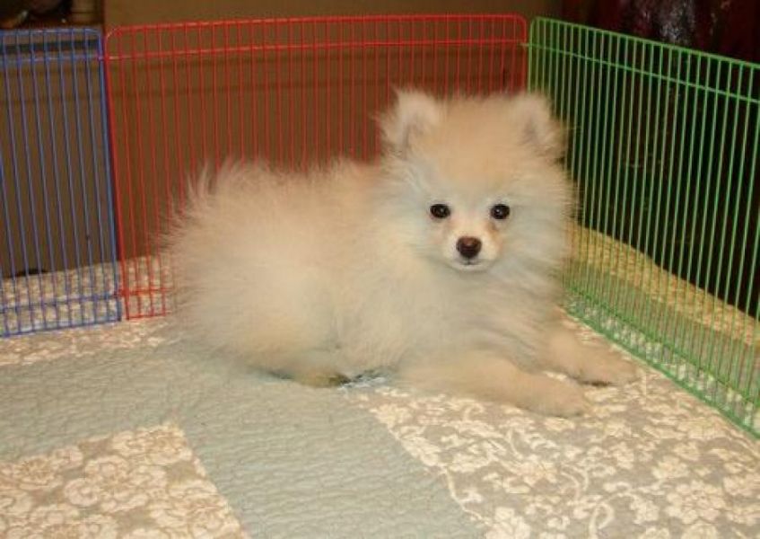 Pomeranian cachorros machos e fêmeas para adoção