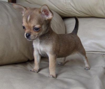 casa bonito e adorável chihuahua cachorros treinados.
