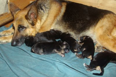 Cão de Pastor Alemão - Vulpos Velox