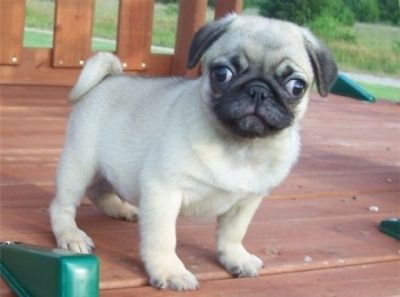 maravilhosa e excelente Carlino pug puppy disponível agora para ir para casa,